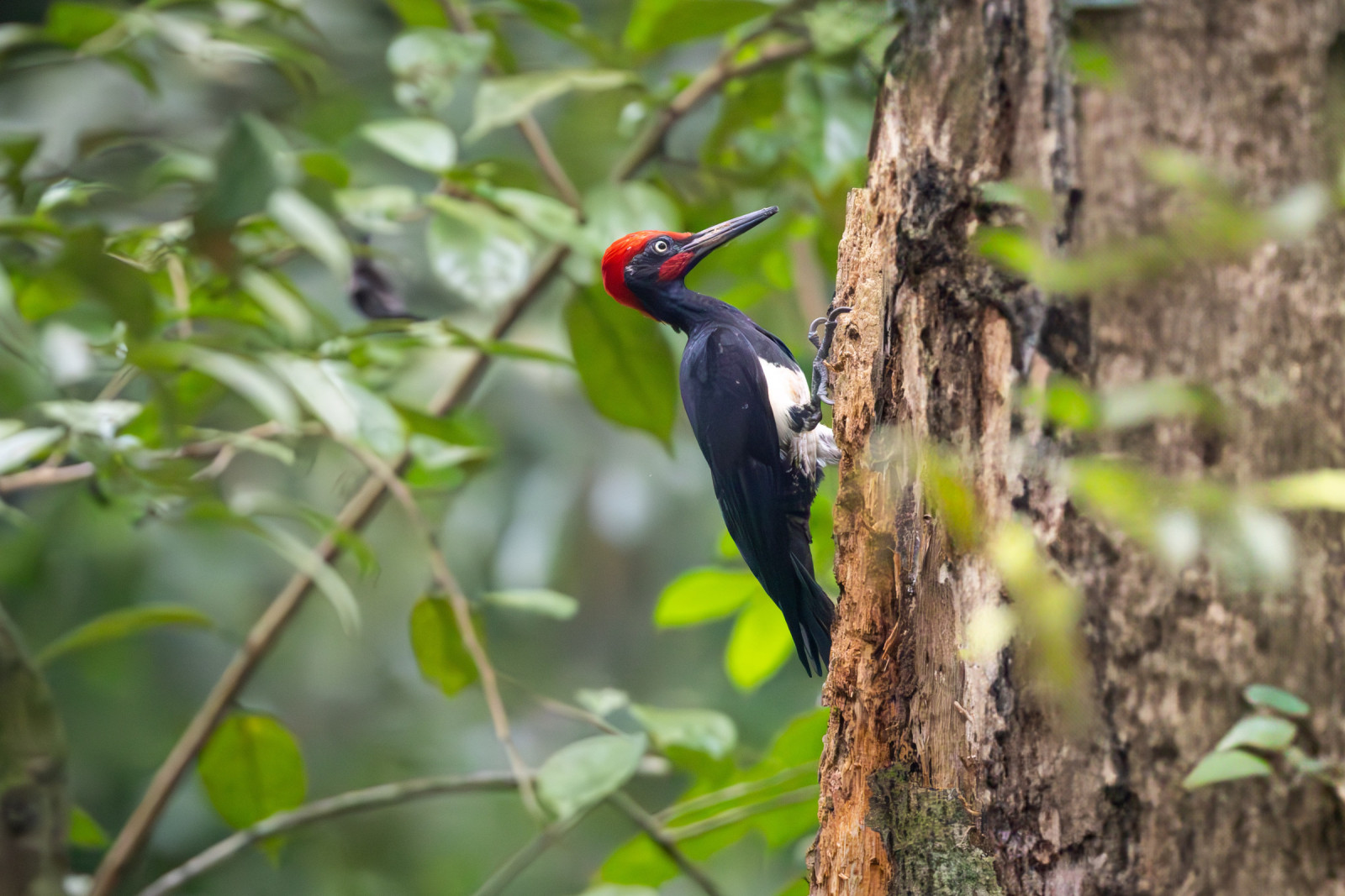 image White-bellied Woodpecker